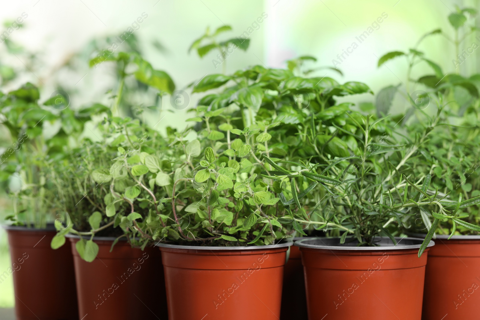 Photo of Closeup view of different aromatic potted herbs