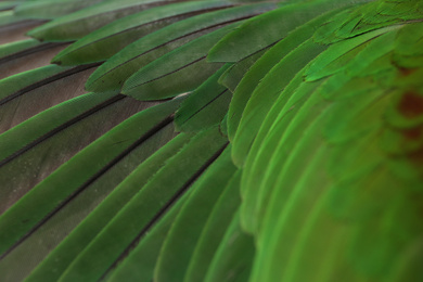 Photo of Colorful feathers of Alexandrine Parakeet as background, closeup