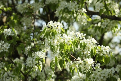 Photo of Tree with beautiful white blossom outdoors on spring day