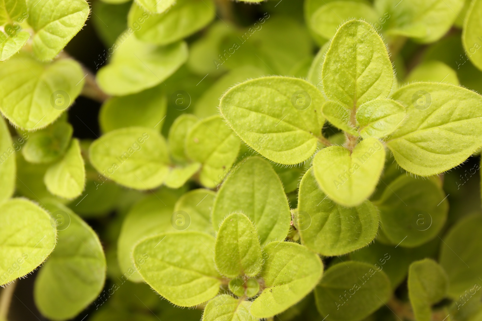 Photo of Green aromatic oregano as background, top view