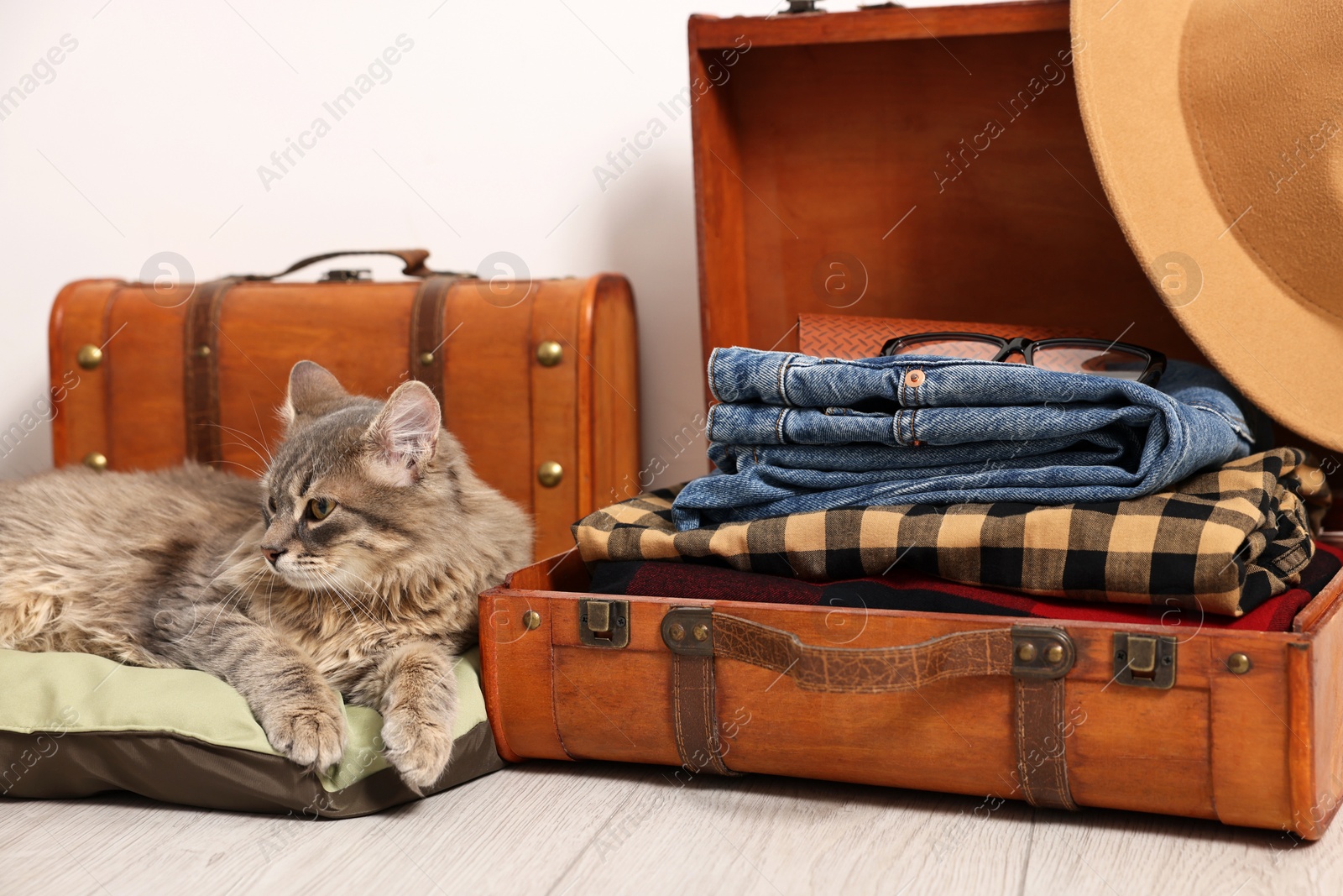 Photo of Travel with pet. Cat, clothes and suitcases indoors