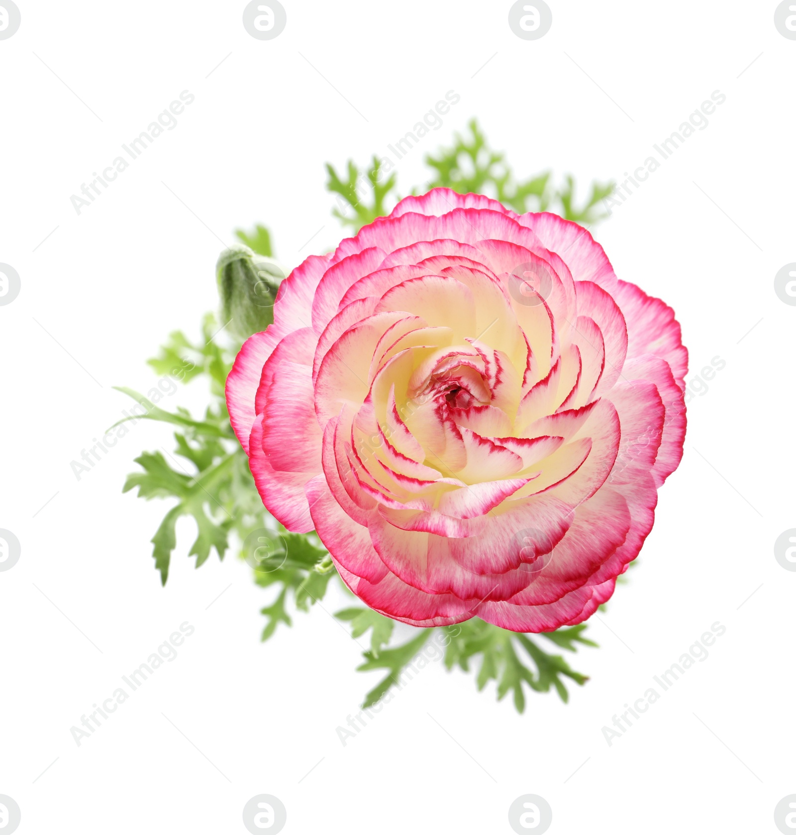 Photo of Beautiful pink ranunculus flower on white background, top view