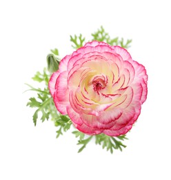 Photo of Beautiful pink ranunculus flower on white background, top view