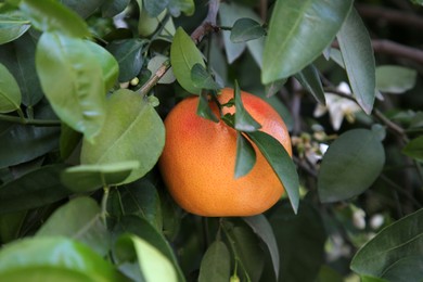 Ripe grapefruit growing on tree in garden