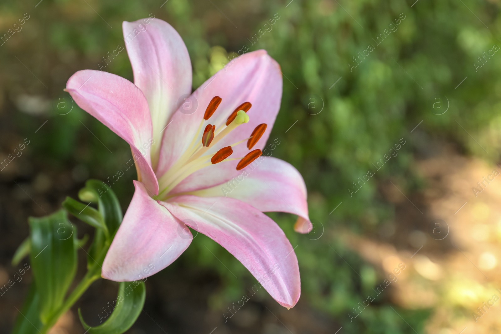 Photo of Beautiful blooming lily flower in garden, closeup