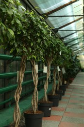 Beautiful braided ficus benjamina trees growing in greenhouse