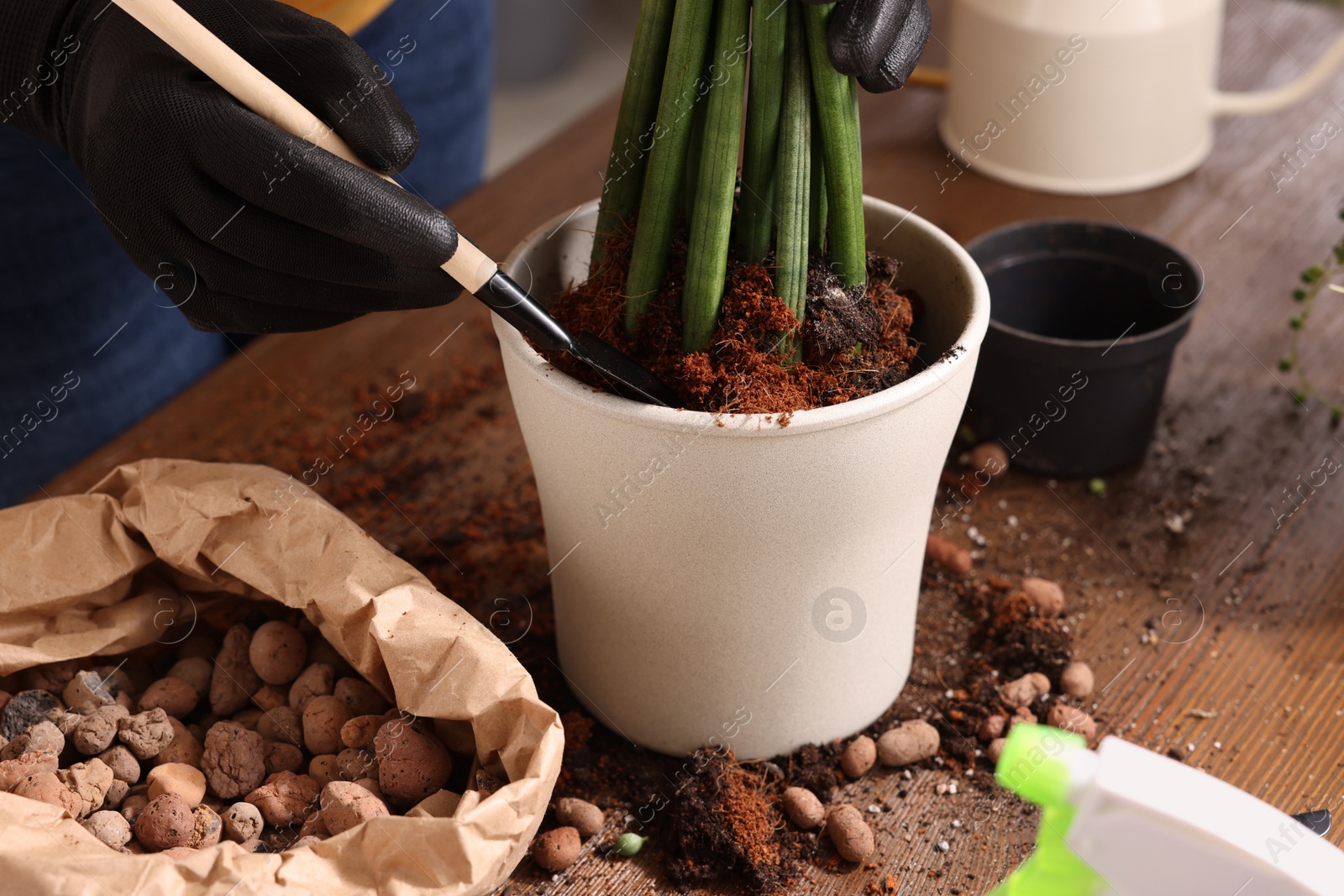 Photo of Woman transplanting houseplant into new pot at wooden table indoors, closeup