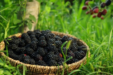 Photo of Wicker bowl with tasty ripe blackberries on green grass outdoors, closeup