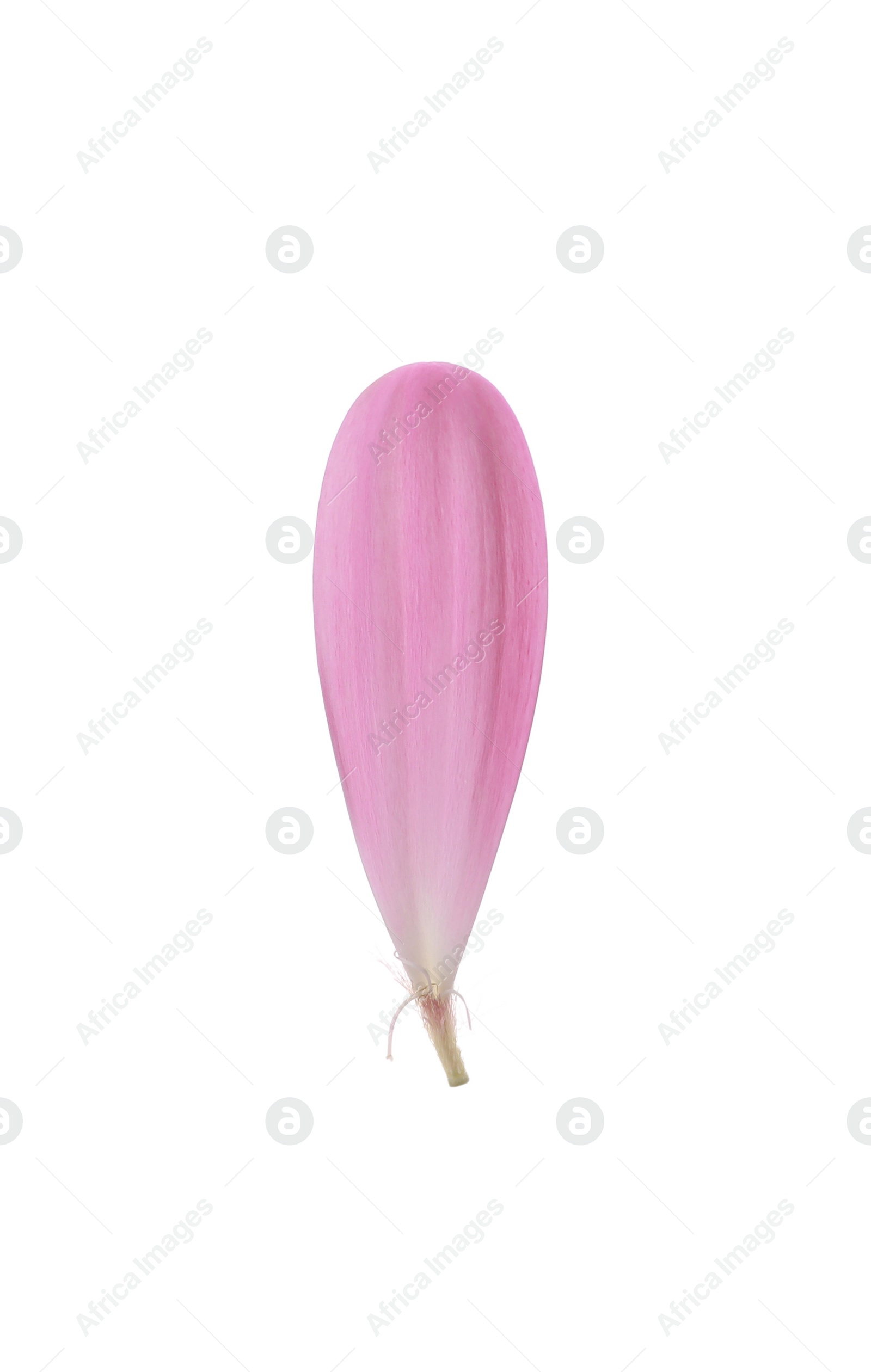 Photo of Beautiful pink gerbera petal isolated on white