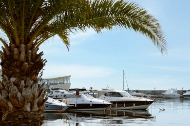 Beautiful view of city pier with palm and moored boats on sunny day