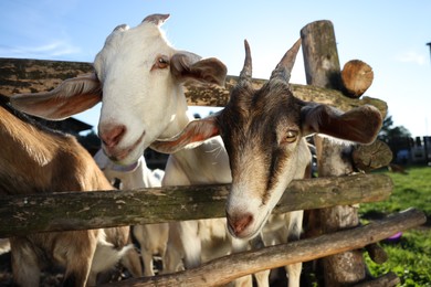 Photo of Cute goats inside of paddock at farm