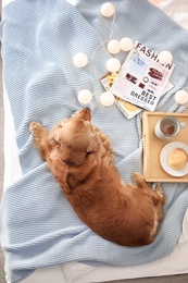 Photo of Cute Cocker Spaniel dog on knitted blanket at home, top view. Warm and cozy winter