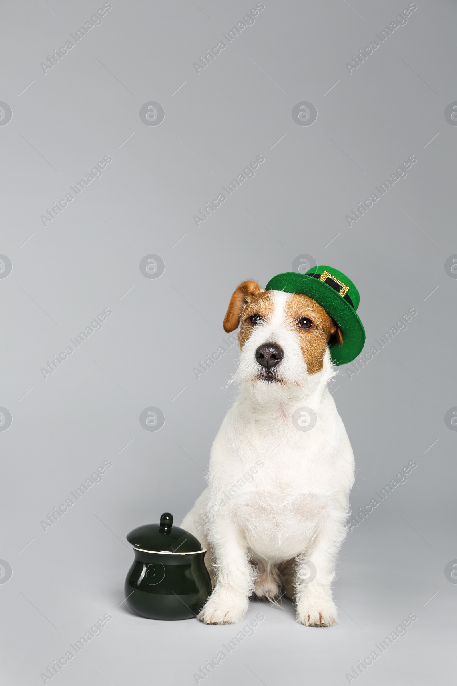 Photo of Jack Russell terrier with leprechaun hat and pot on light grey background. St. Patrick's Day
