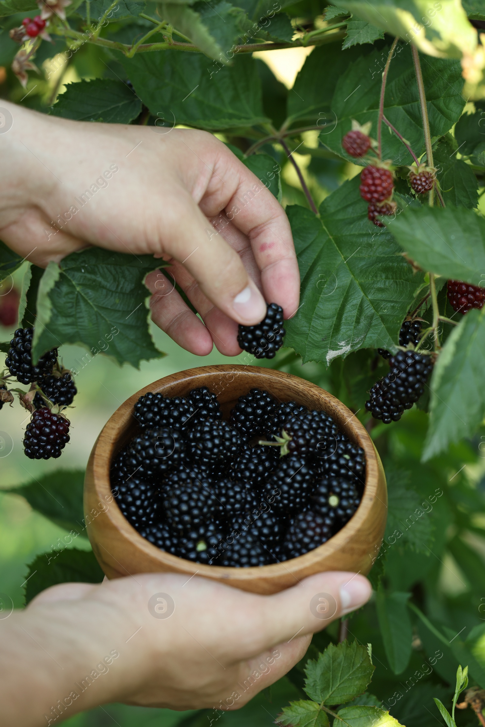 Photo of Woman with wooden bowl picking ripe blackberries from bush outdoors, closeup
