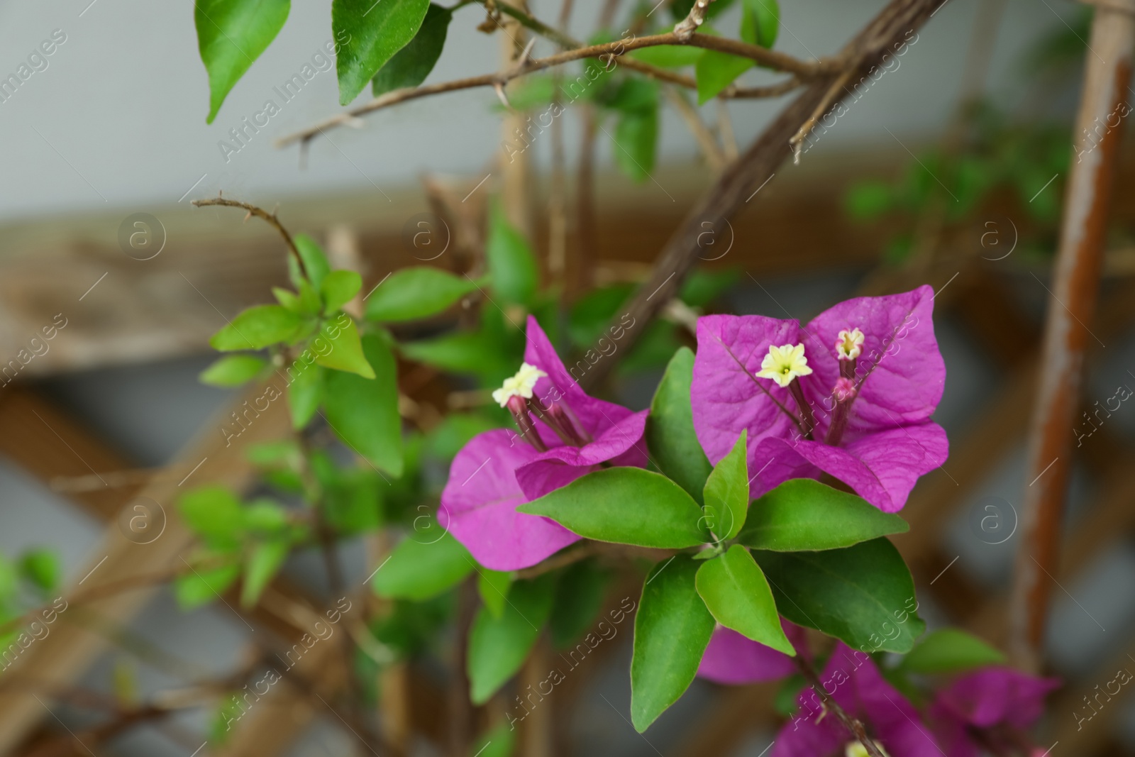 Photo of Beautiful tropical plant with purple flowers on blurred background, closeup. Space for text