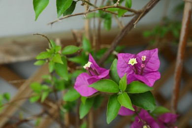 Photo of Beautiful tropical plant with purple flowers on blurred background, closeup. Space for text