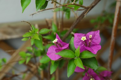 Beautiful tropical plant with purple flowers on blurred background, closeup. Space for text