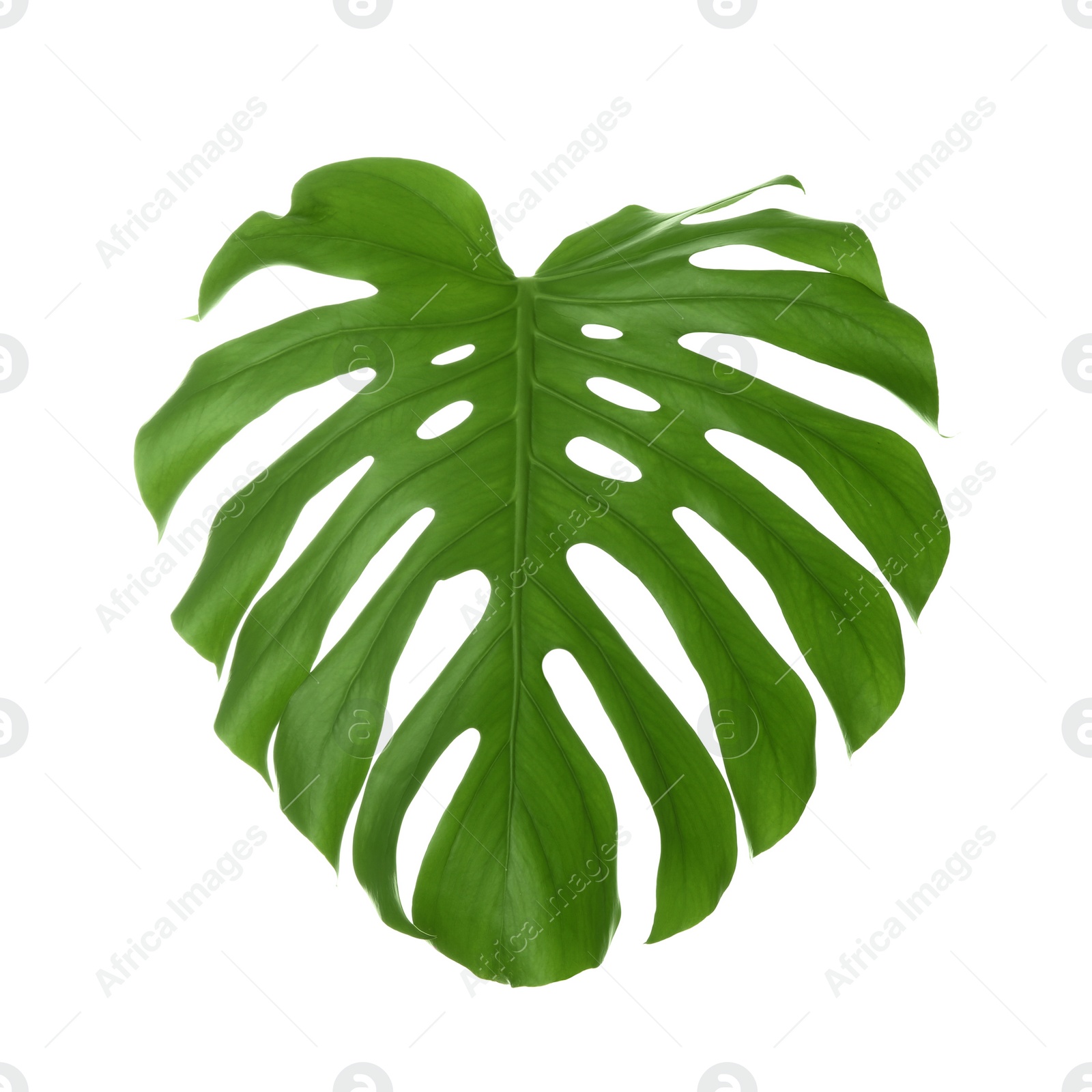 Photo of Tropical Monstera leaf on white background