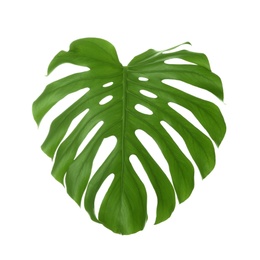 Tropical Monstera leaf on white background