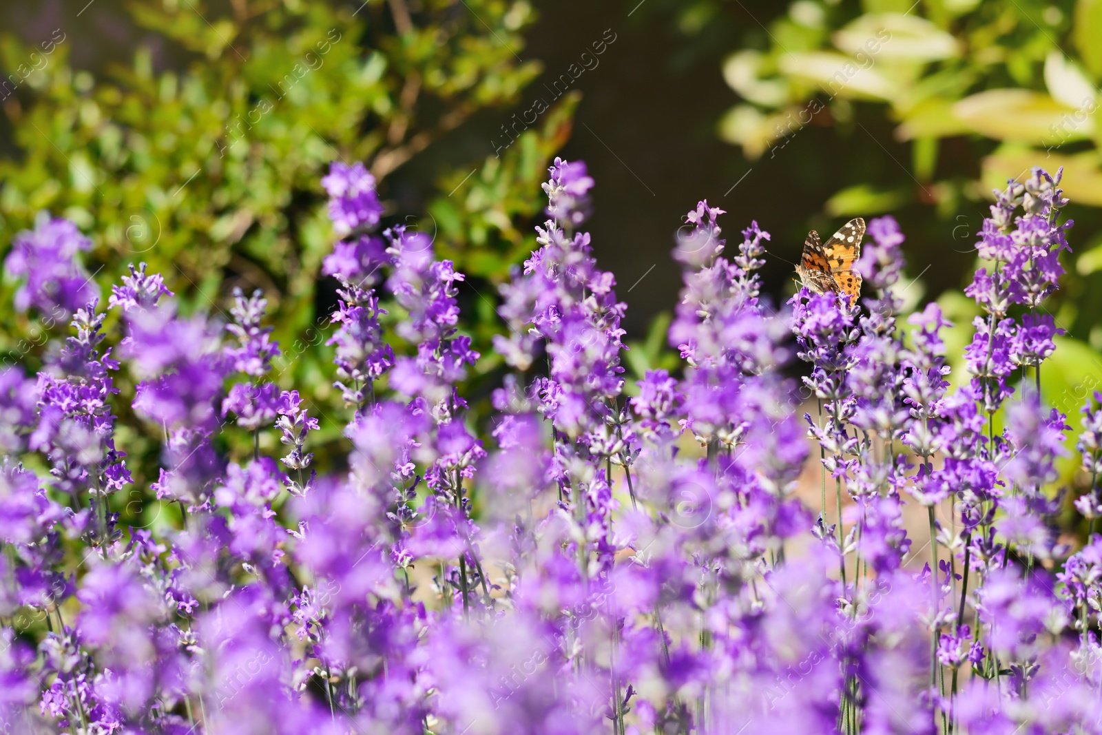 Photo of Beautiful lavender flowers growing in field, closeup