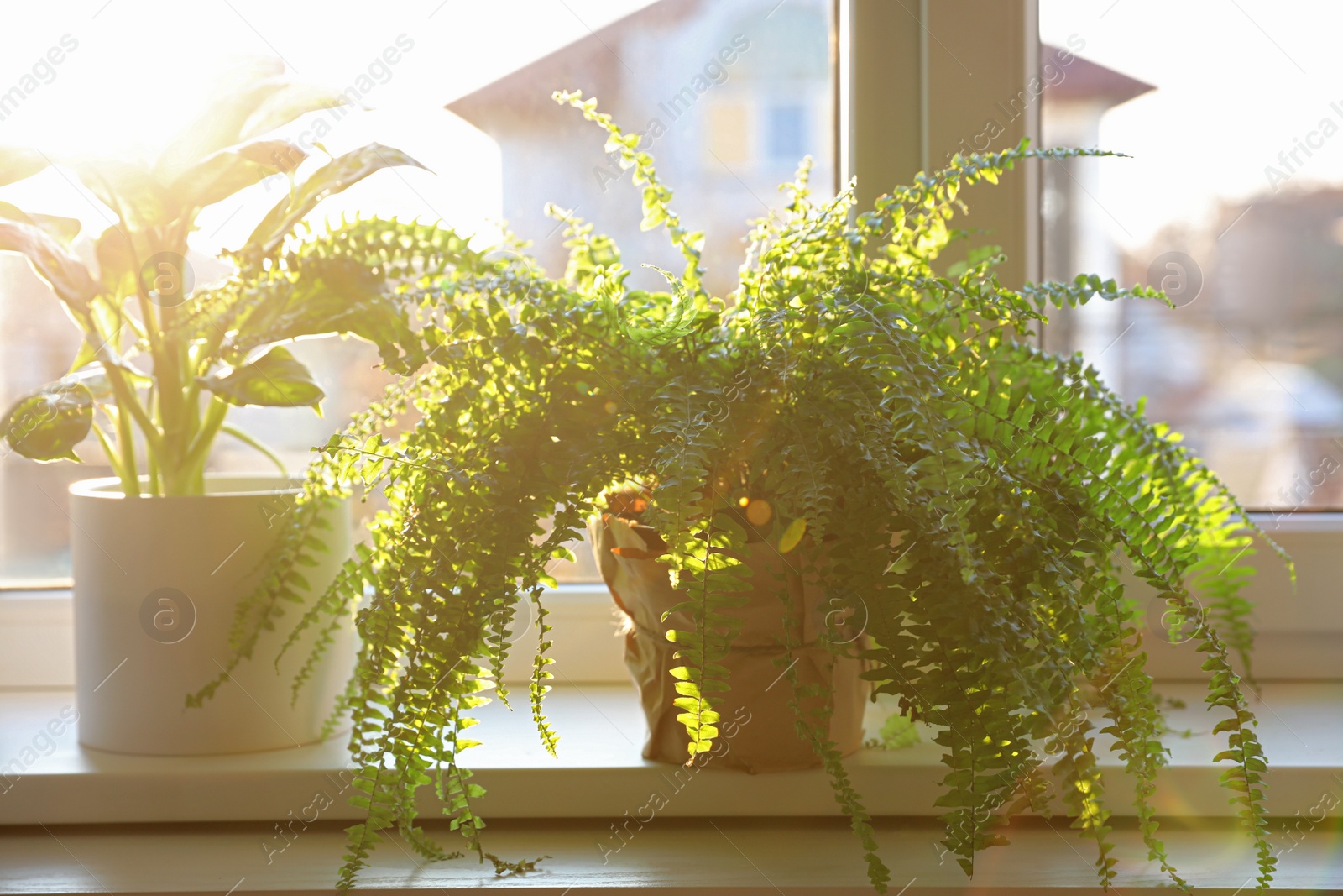 Photo of Beautiful potted plants on window sill at home