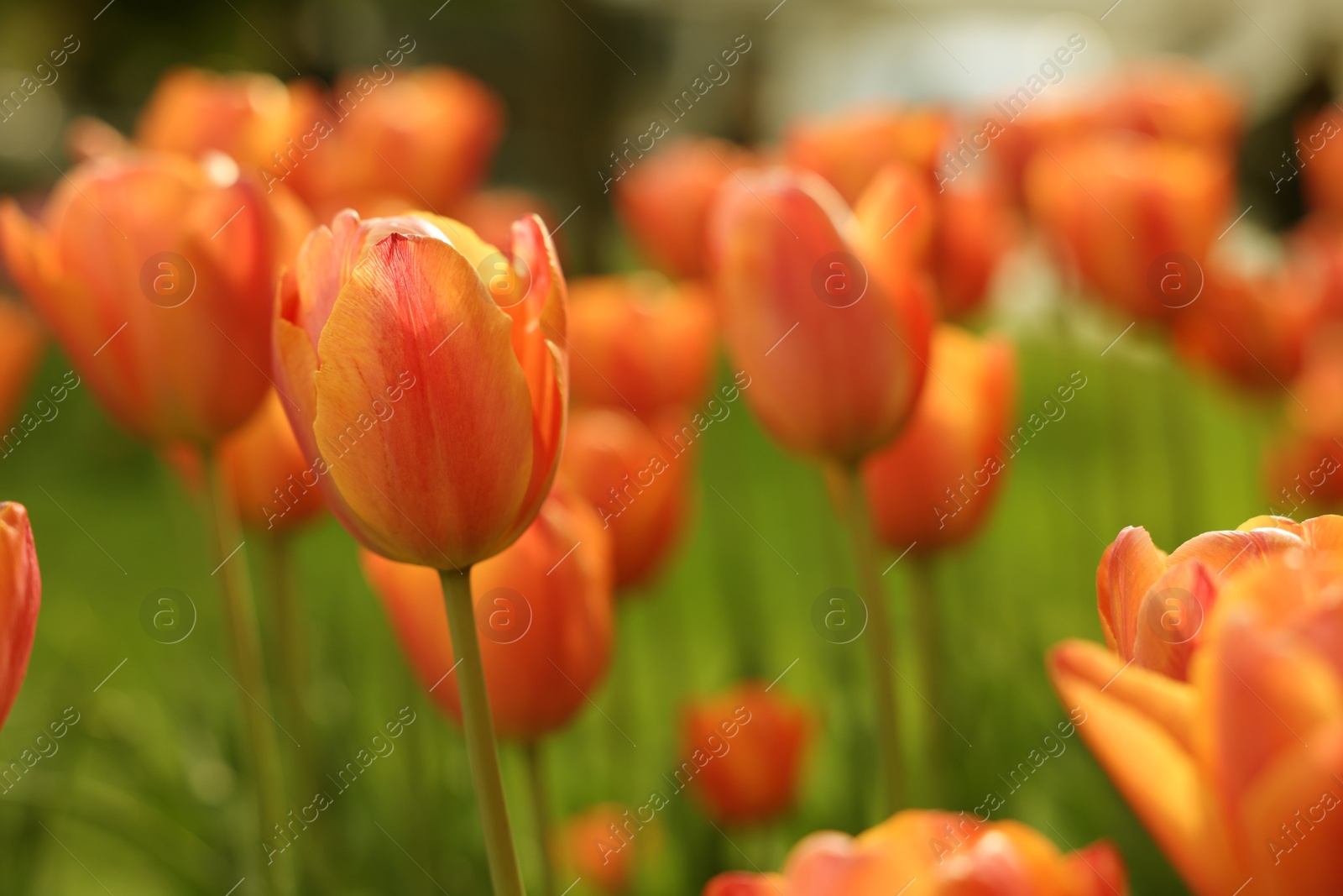 Photo of Beautiful colorful tulips growing in flower bed, selective focus