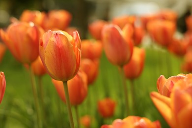 Beautiful colorful tulips growing in flower bed, selective focus