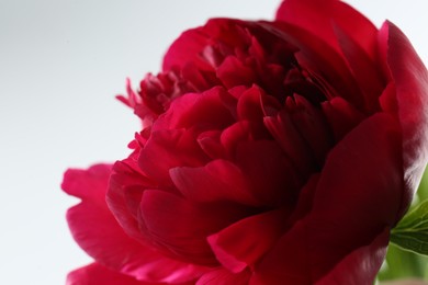 Photo of Beautiful red peony on white background, closeup