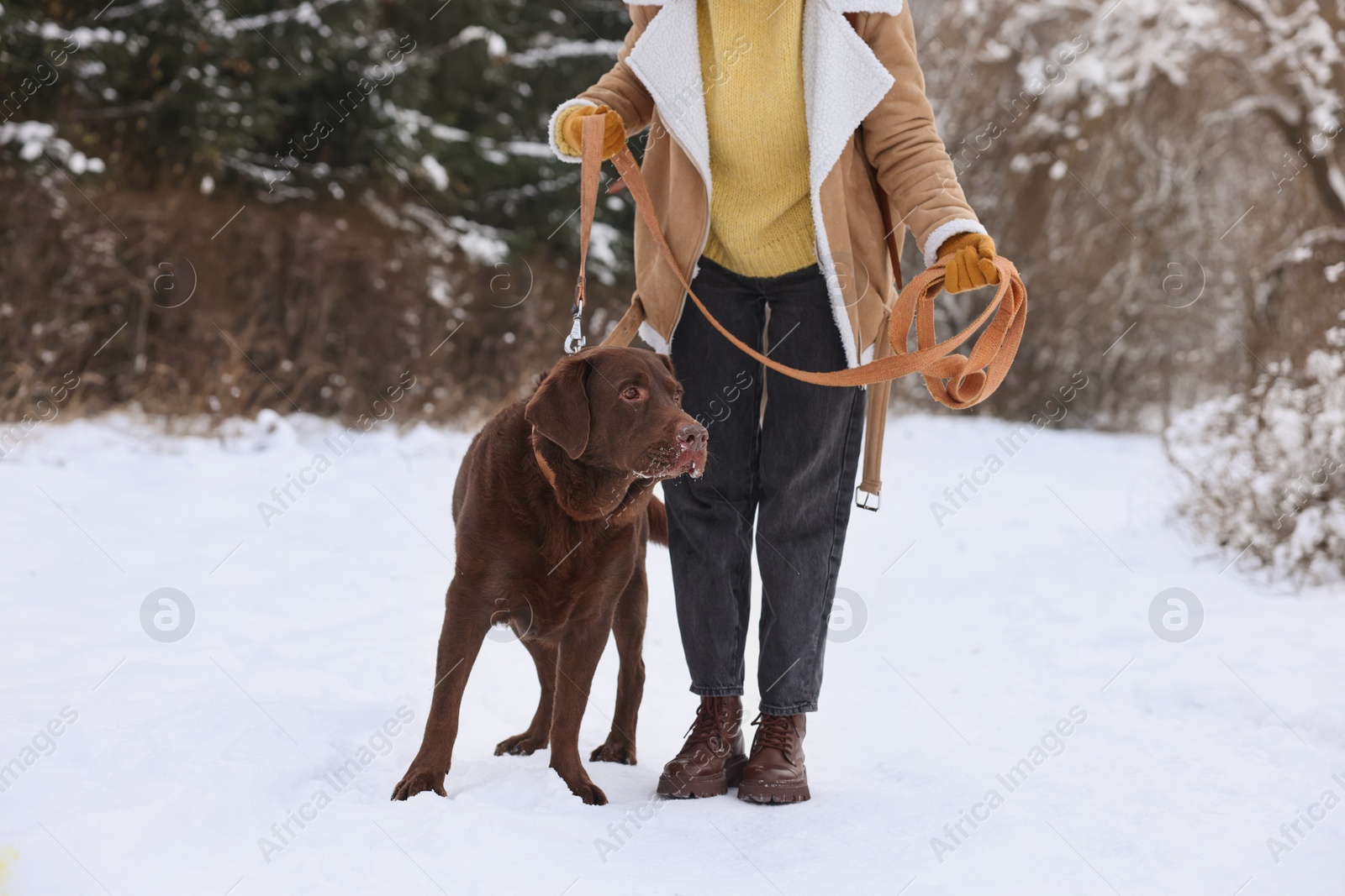 Photo of Woman walking with adorable Labrador Retriever dog in snowy park, closeup