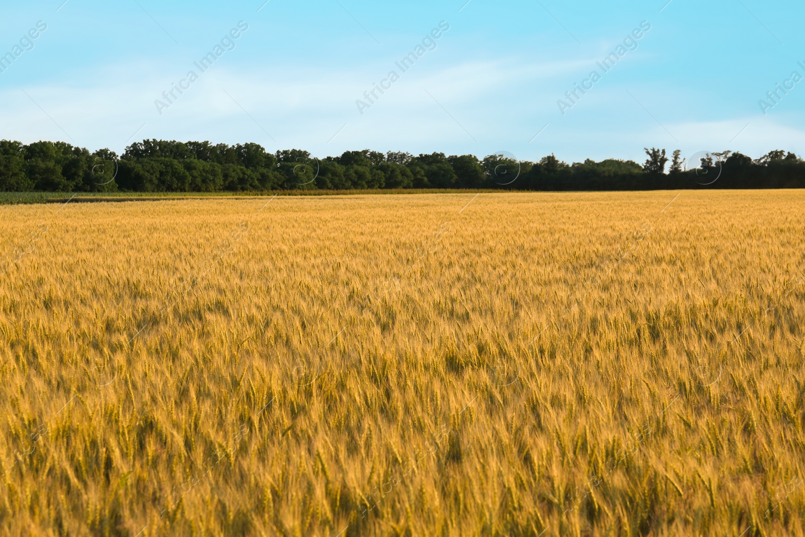 Photo of Beautiful agricultural field with ripening wheat crop