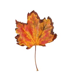 Photo of Dry leaf of maple tree isolated on white. Autumn season