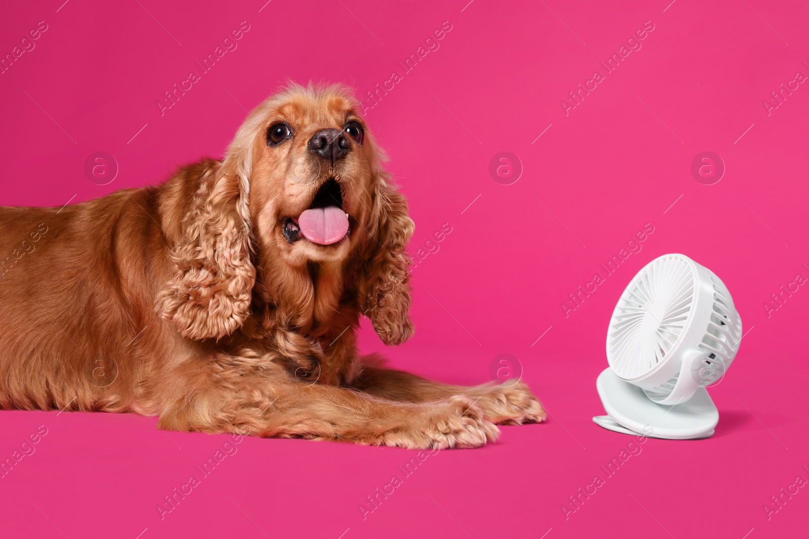 Photo of English Cocker Spaniel enjoying air flow from fan on pink background. Summer heat