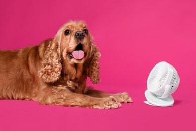 English Cocker Spaniel enjoying air flow from fan on pink background. Summer heat