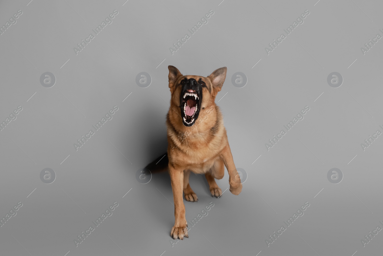 Photo of Aggressive German Shepherd dog on grey background