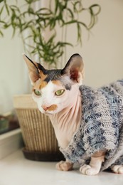 Photo of Cute Sphynx cat in warm sweater on white table at home