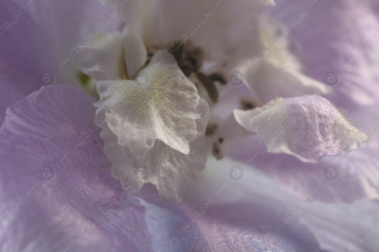 Photo of Beautiful purple Delphinium flower as background, macro view