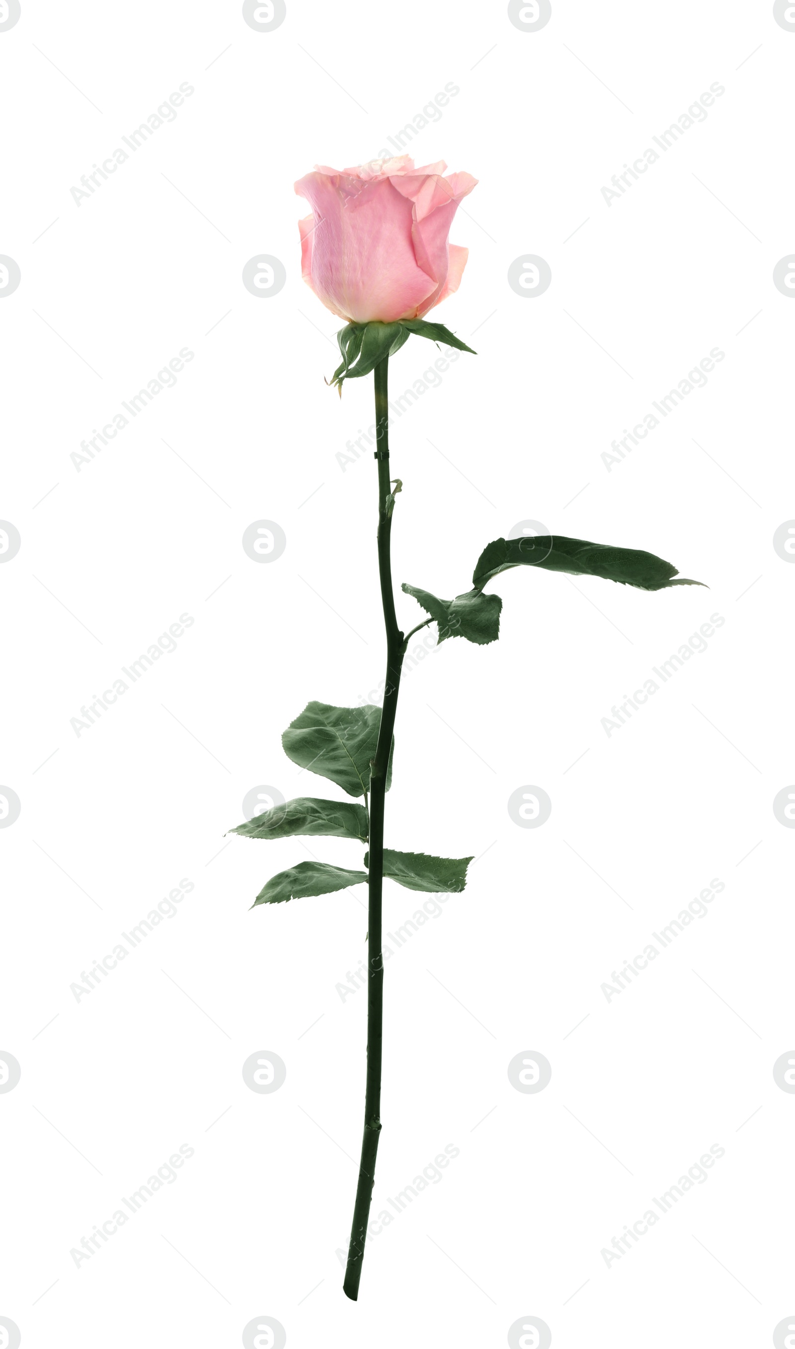 Photo of Beautiful pink rose on white background. Perfect gift