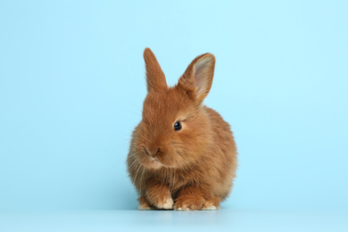 Photo of Adorable fluffy bunny on light blue background. Easter symbol