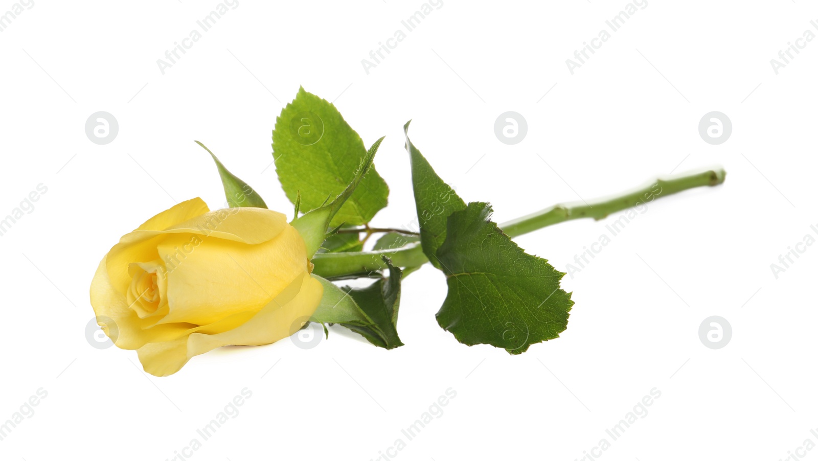 Photo of Beautiful fresh yellow rose isolated on white