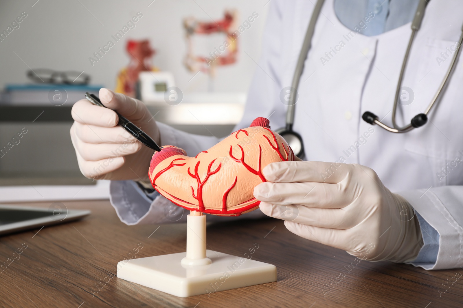 Photo of Gastroenterologist showing human stomach model at table in clinic, closeup