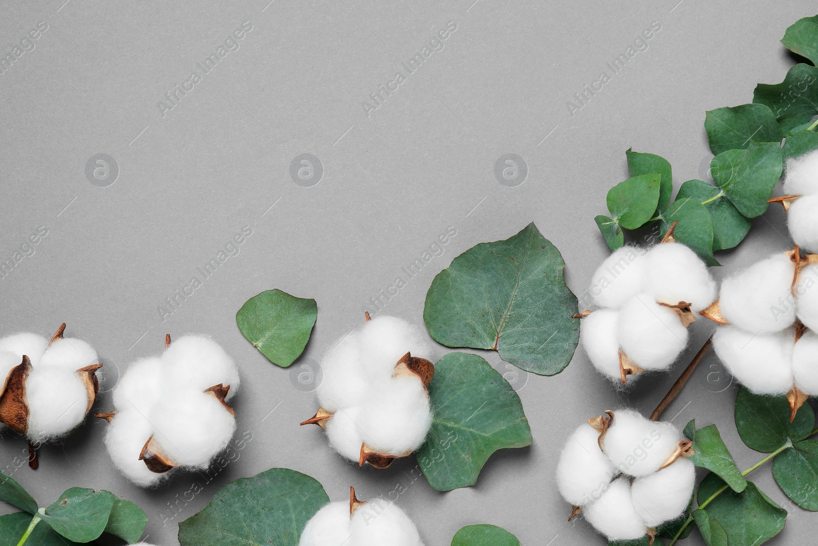 Photo of Cotton flowers and eucalyptus leaves on grey background, flat lay. Space for text