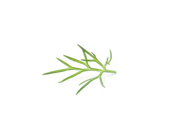 Photo of Sprig of fresh dill isolated on white