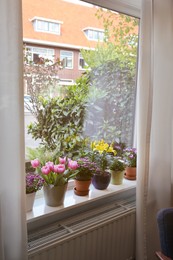 Many beautiful blooming potted plants on windowsill indoors