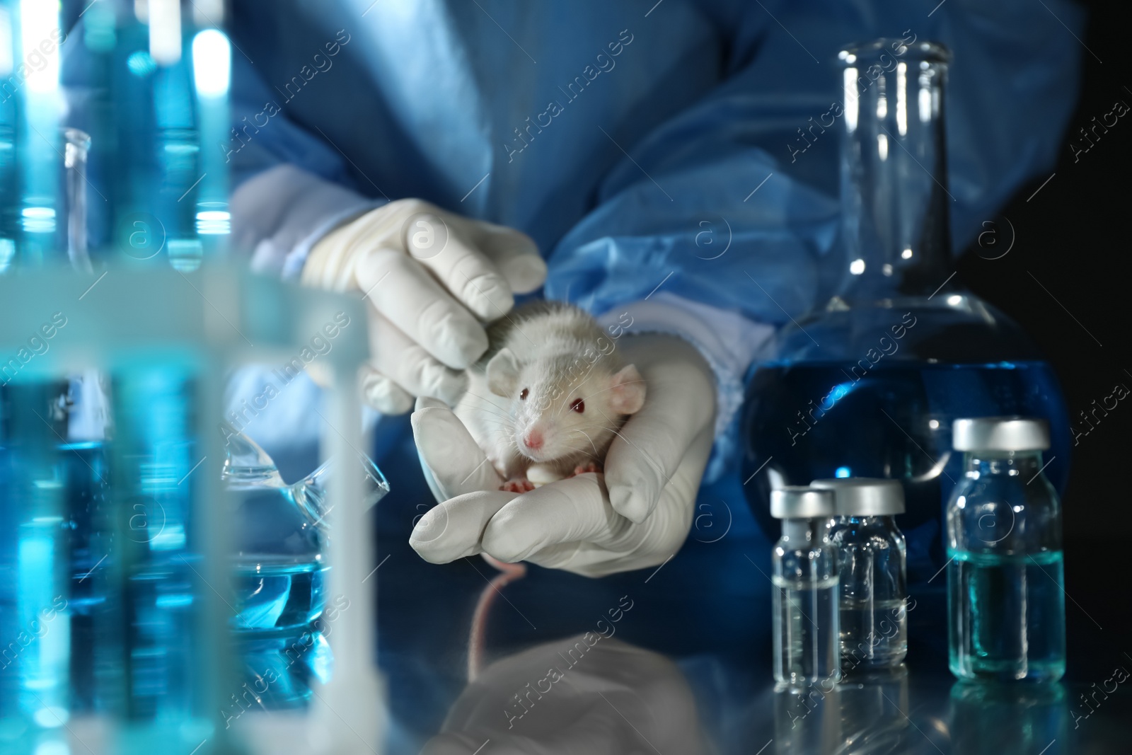 Photo of Scientist with rat in chemical laboratory, closeup. Animal testing