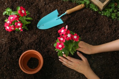 Woman transplanting beautiful pink vinca flowers into soil, top view