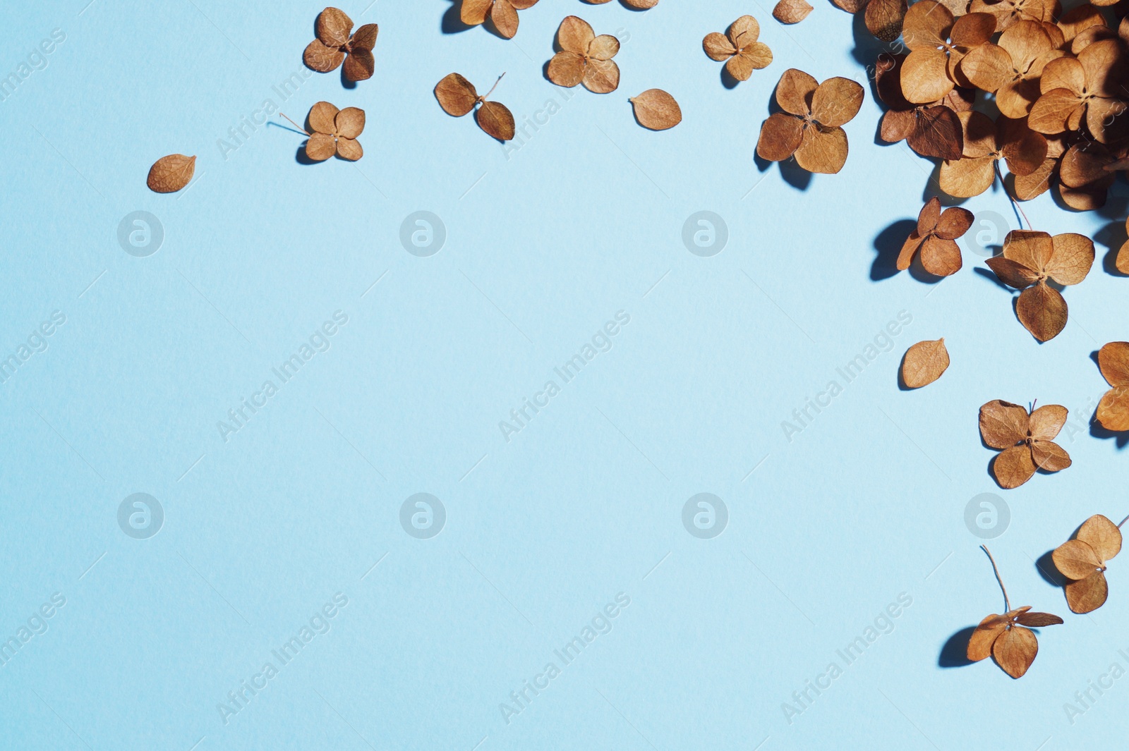 Photo of Beautiful dried hortensia flowers on light blue background, flat lay. Space for text