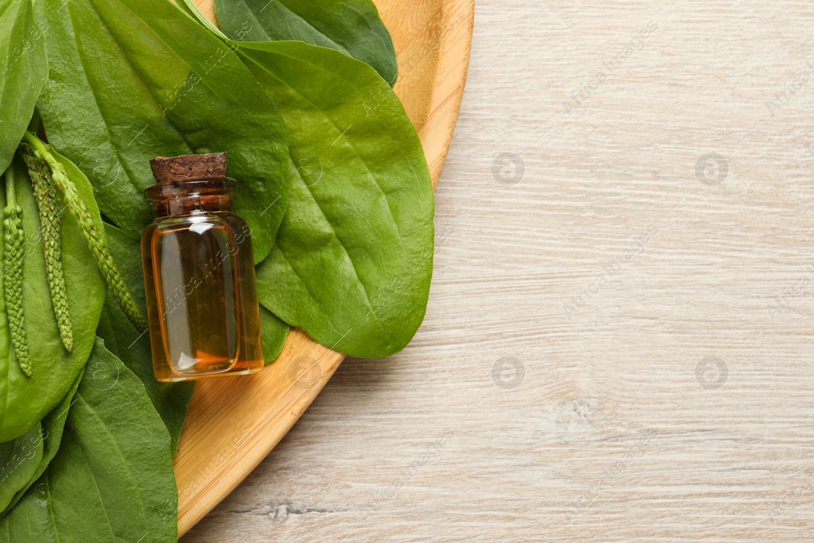 Photo of Bottle of broadleaf plantain extract and leaves on wooden table, top view. Space for text