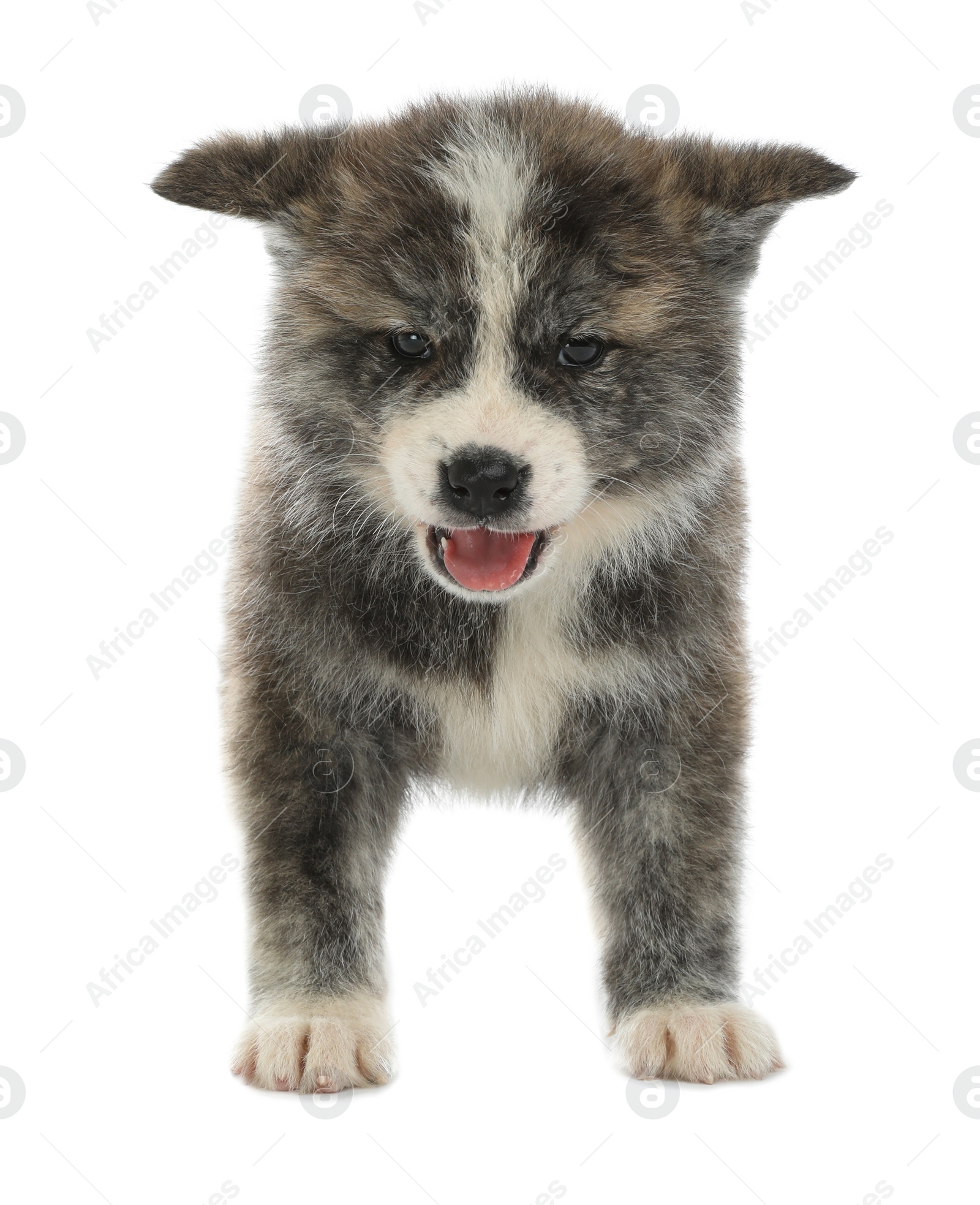 Photo of Cute Akita inu puppy on white background. Friendly dog