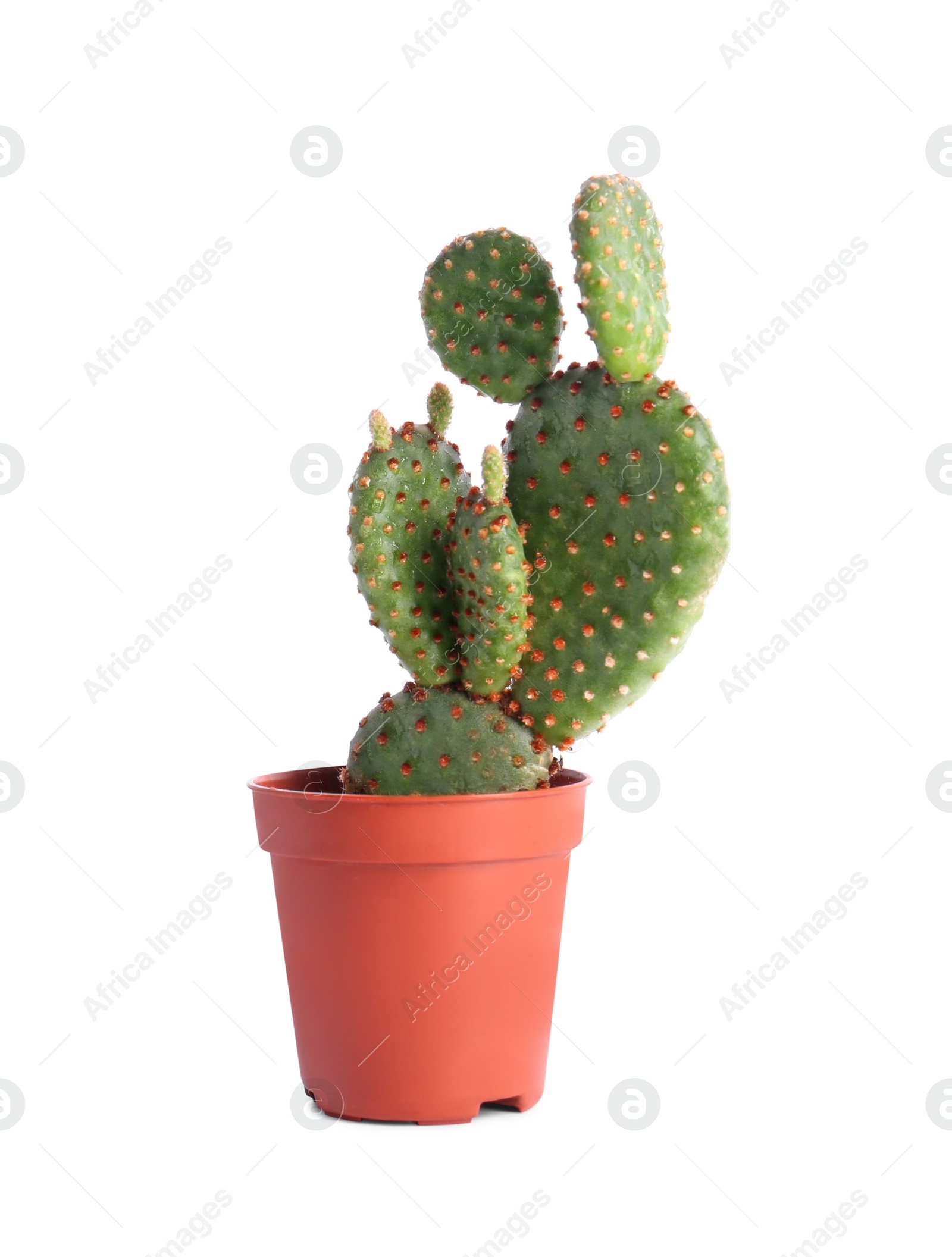 Photo of Beautiful green exotic cactus in pot isolated on white