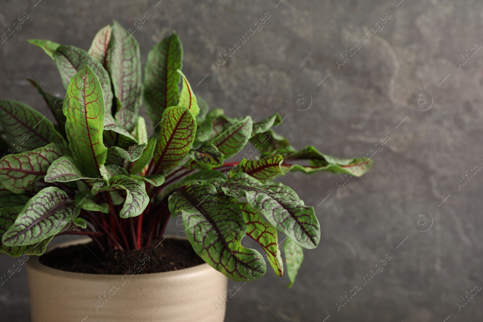 Photo of Sorrel plant in pot on grey background, closeup. Space for text
